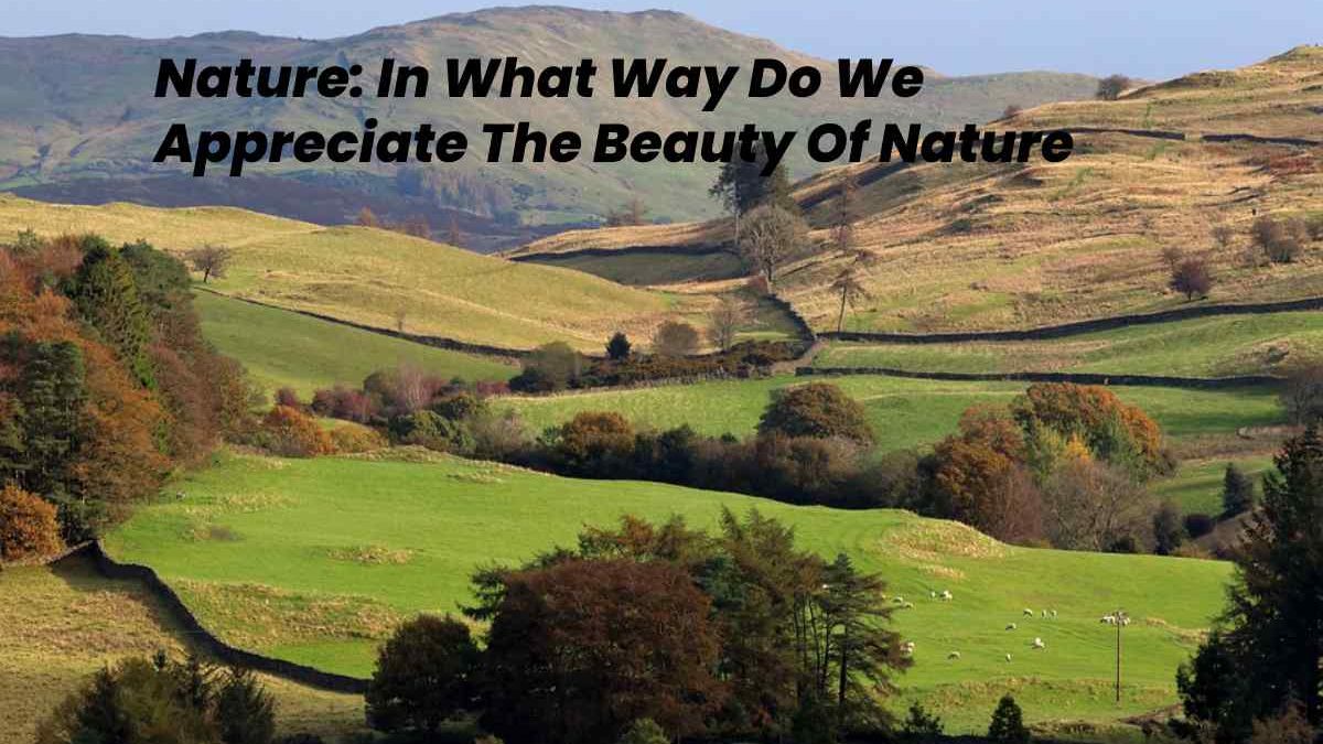 Nature: In What Way Do We Appreciate The Beauty Of Nature