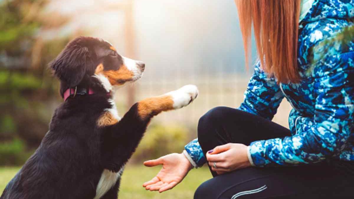 All about Pets: How to Train a Dog at Home?