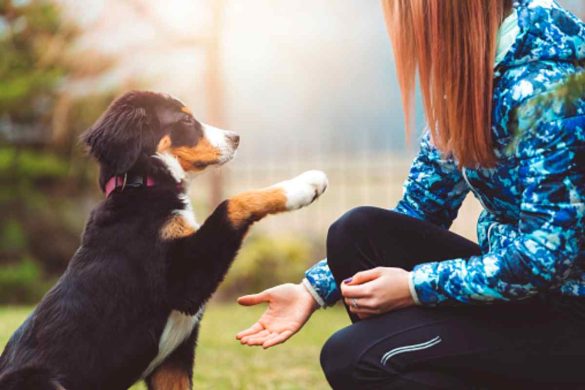 All about Pets How to Train a Dog at Home