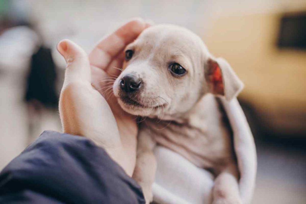 Useful Tips for Beginners How to Raise a Puppy