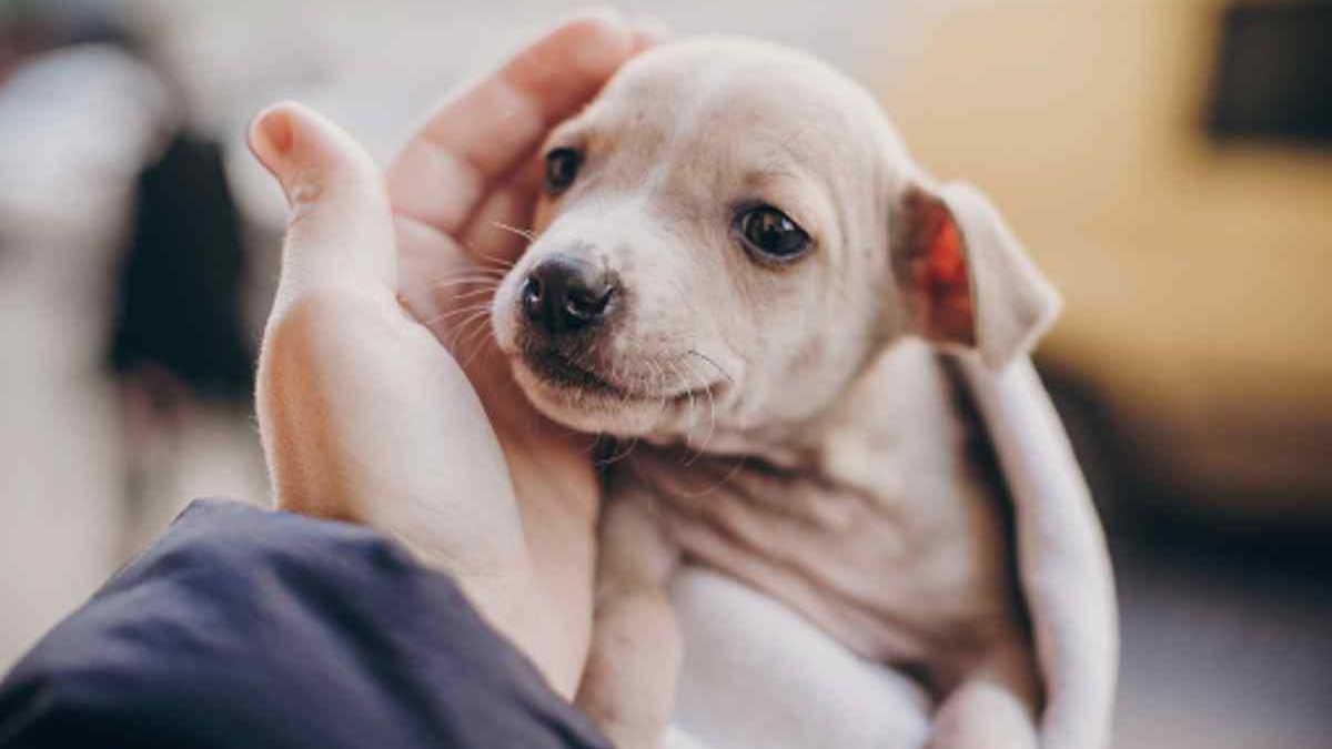 Useful Tips for Beginners How to Raise a Puppy