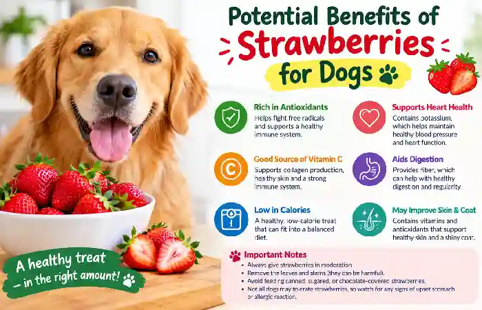 potential benefits of strawberries for dog